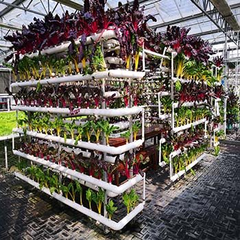 Leaf Vegetable Greenhouse